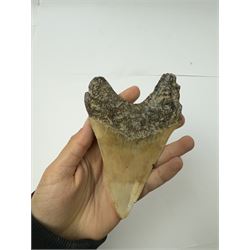 Large Megalodon (Otodus Megalodon) tooth fossil, with fine serrations, age; Miocene period location; Java, Indonisia, H13cm, W9cm 
Notes; Believed to have grown as large as 18 metres, the Megalodon was the largest shark and one of the most dominant marine predators ever to have existed. It roamed the ancient seas for around 20 million years until their extinction around 3.6 million years ago. Megalodon teeth vary in colour and ton. influenced and coloured over the millennia by the conditions in which they are preserved