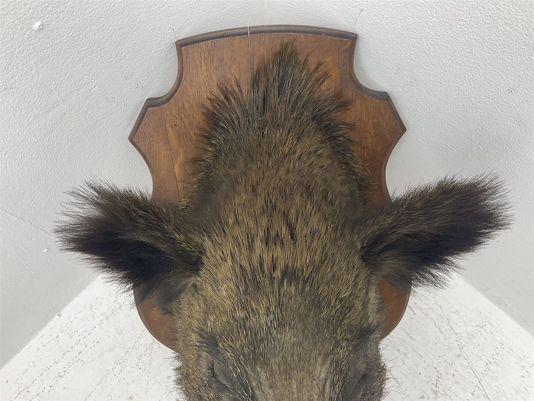 Taxidermy: European Wild Boar (Sus scrofa), adult male shoulder mount looking straight ahead, with mouth agape, on an wooden shield bearing brass plaque 'Boise de Sainte-Anne, 5 December 1930', D53cm