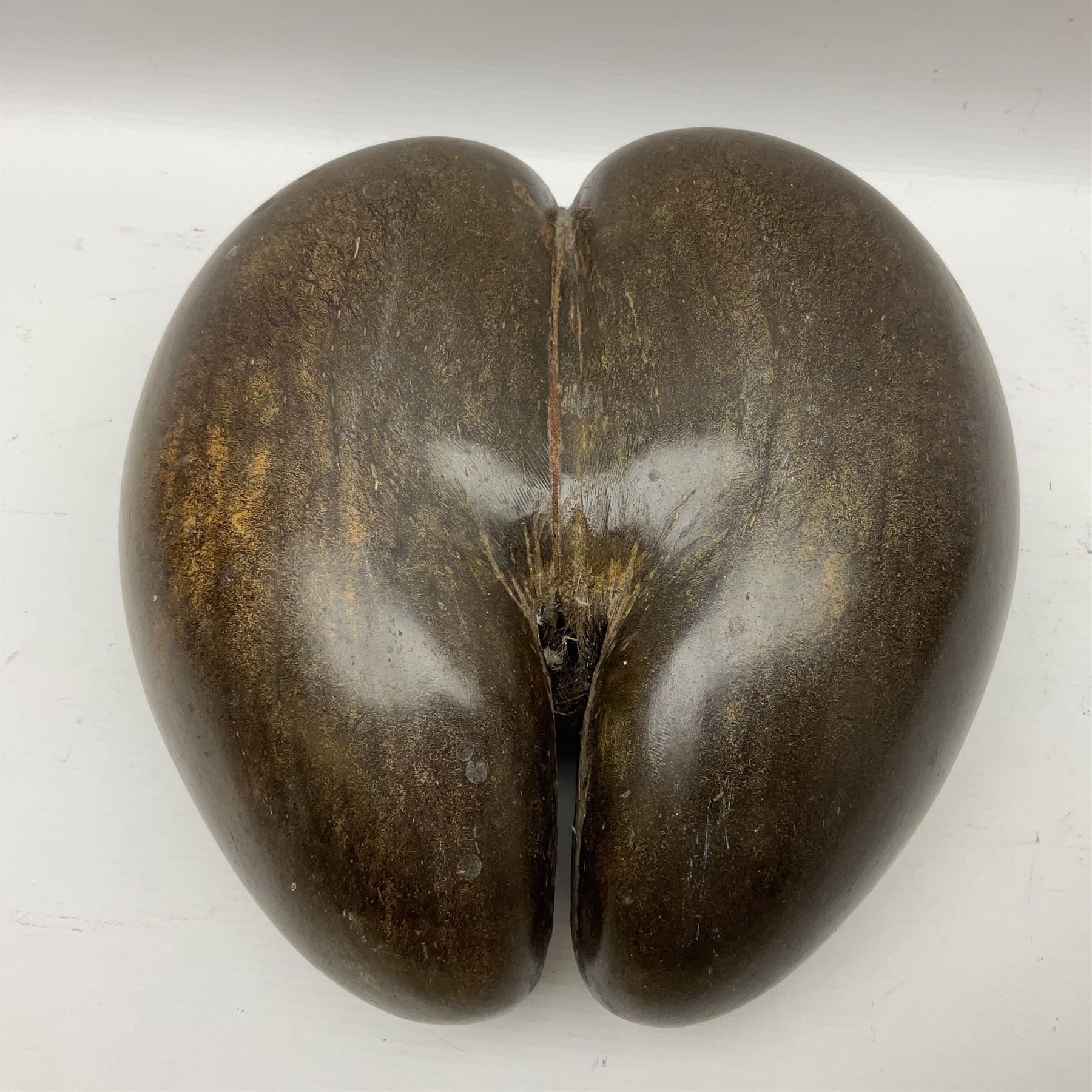 Coco De Mer (Lodoicea Maldivica), L29cm, H15cm 