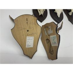 Antlers/Horns: Roe Deer (Capreolus capreolus) ten pairs of roe deer antlers mounted upon wooden shields, shield H20cm 