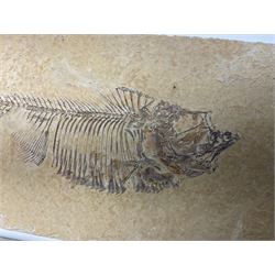 Two fossilised fish (Knightia alta) each in an individual matrix, age; Eocene period, location; Green River Formation, Wyoming, USA, largest matrix H8cm, L16cm