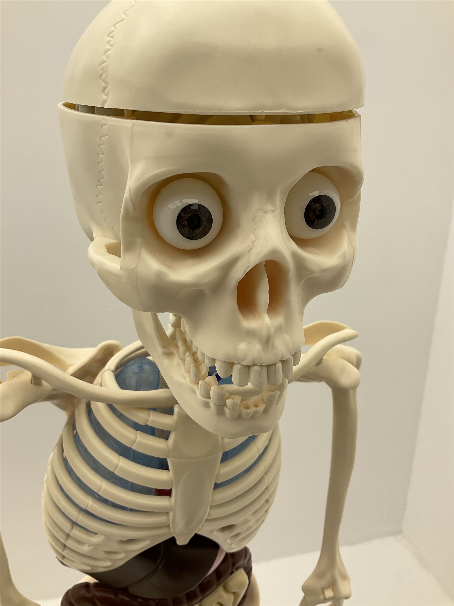 Billie Bones anatomy skeleton with set of magazines volume one to thirty four, skeleton H120cm. 