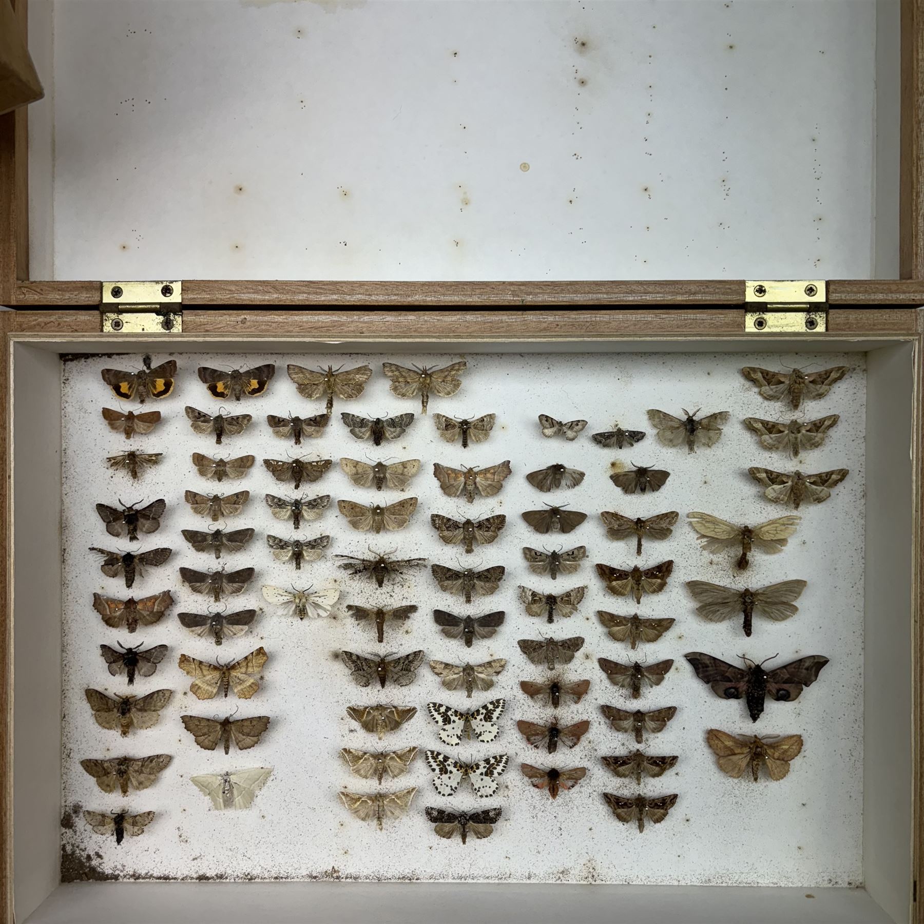 Entomology; Five storeboxes, four by the maker Watkins & Doncaster, together with setting boards and pins, two boxes containing moth specimens