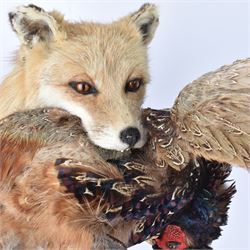 Taxidermy: Red Fox (Vulpes vulpes) with cock pheasant (Phasianus colchicus), open display upon a rocky base, H51cm