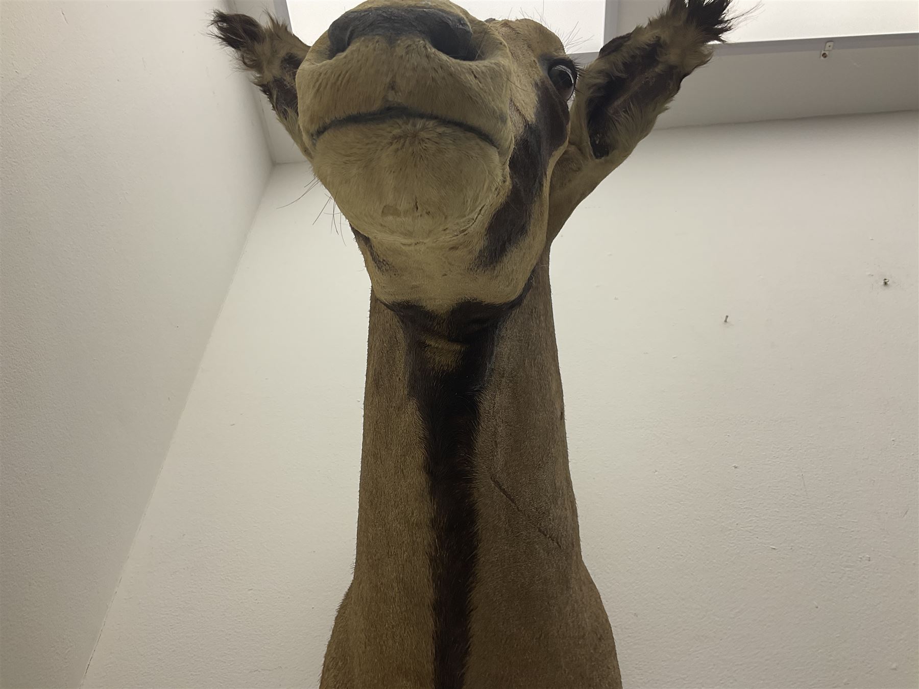 Taxidermy: Fringed-eared oryx (Oryx beisa callotis), circa 1960, by Rowland Ward Ltd,  adult male shoulder mount looking straight ahead, D62cm