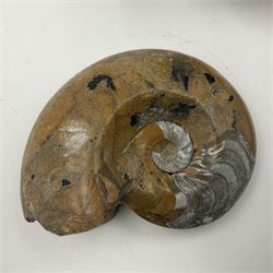 Two polished goniatites, age Devonian period, location Morocco and one polished Nautilus, age Devonian period, location Madagascar, largest D10cm  