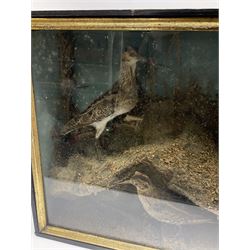 Taxidermy: Cased display of three sandpipers (Scolopacidae), in a naturalistic setting, enclosed within an ebonized single pane display case H38cm, L50cm and D16cm. 