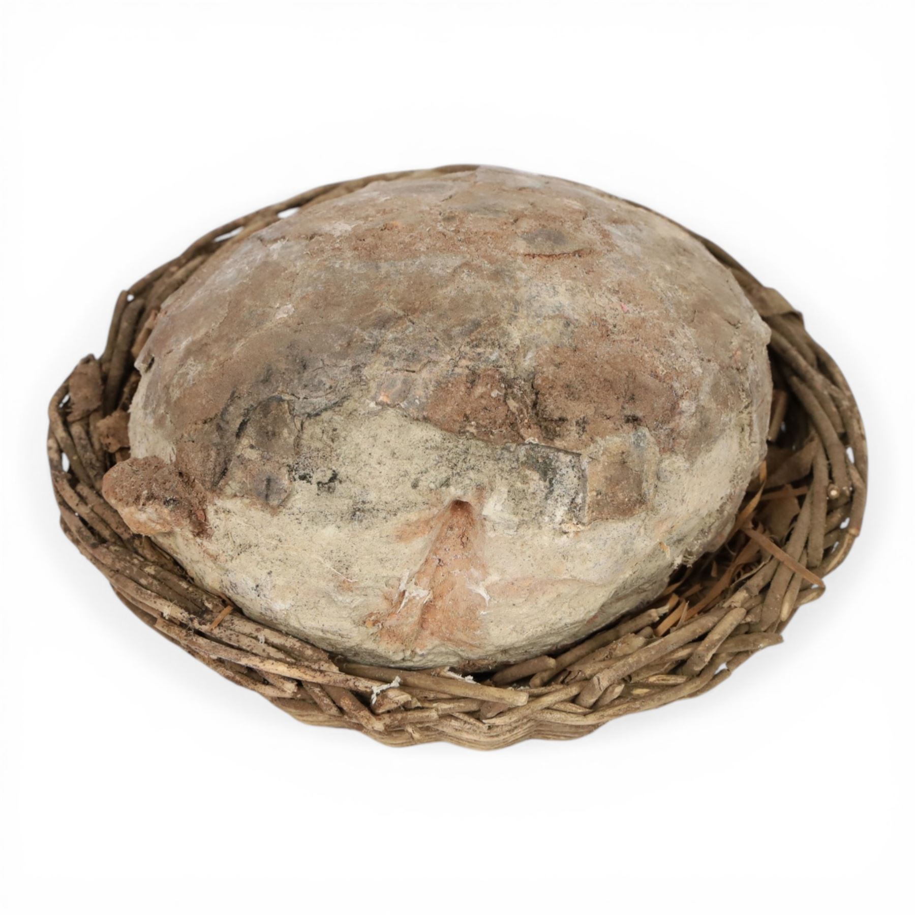 Dendroolithus sp (Hadrosaur) dinosaur egg age; Cretaceous period, location Gobi desert, Mongolia, L20cm