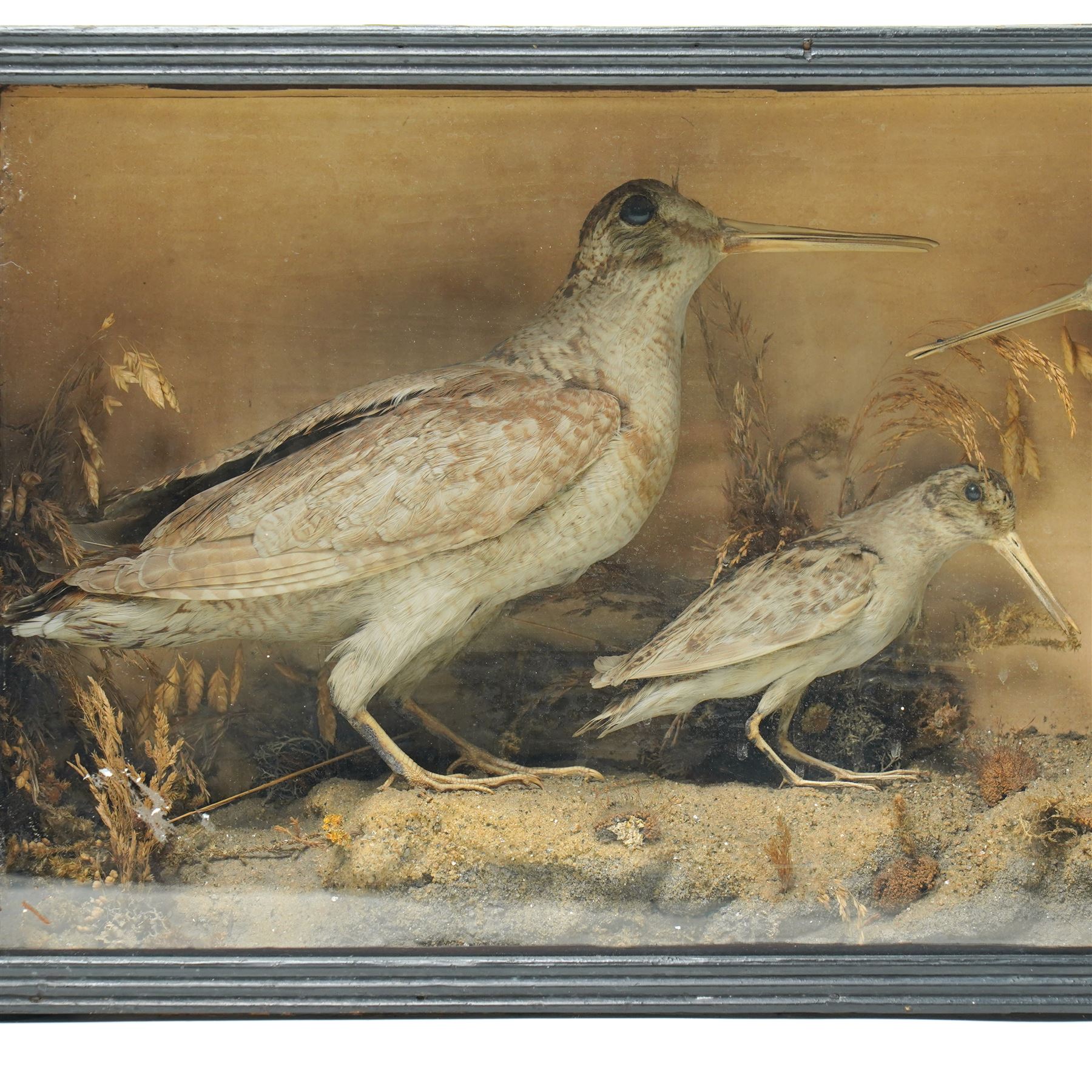 Taxidermy - Three woodcock (Scolopax rusticola), modelled in a naturalistic setting, in painted wooden case, case H31cm W54cm D16cm