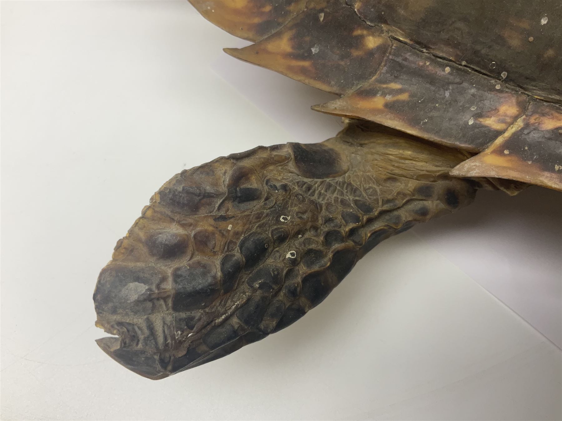 Taxidermy: Hawksbill Sea Turtle (Eretmochelys imbricata), juvenile full mount, beak to shell base, 40cm