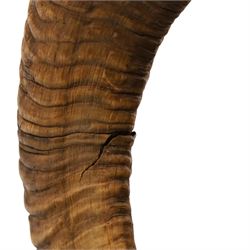 Antlers/Horns - European Mouflon (Ovis aries musimon), set of adult Mouflon ram horns on upper skull, mounted upon a pedestal wall shield, D51cm 