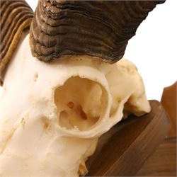 Antlers/Horns - European Mouflon (Ovis aries musimon), set of adult Mouflon ram horns on upper skull, mounted upon a pedestal wall shield, D51cm 