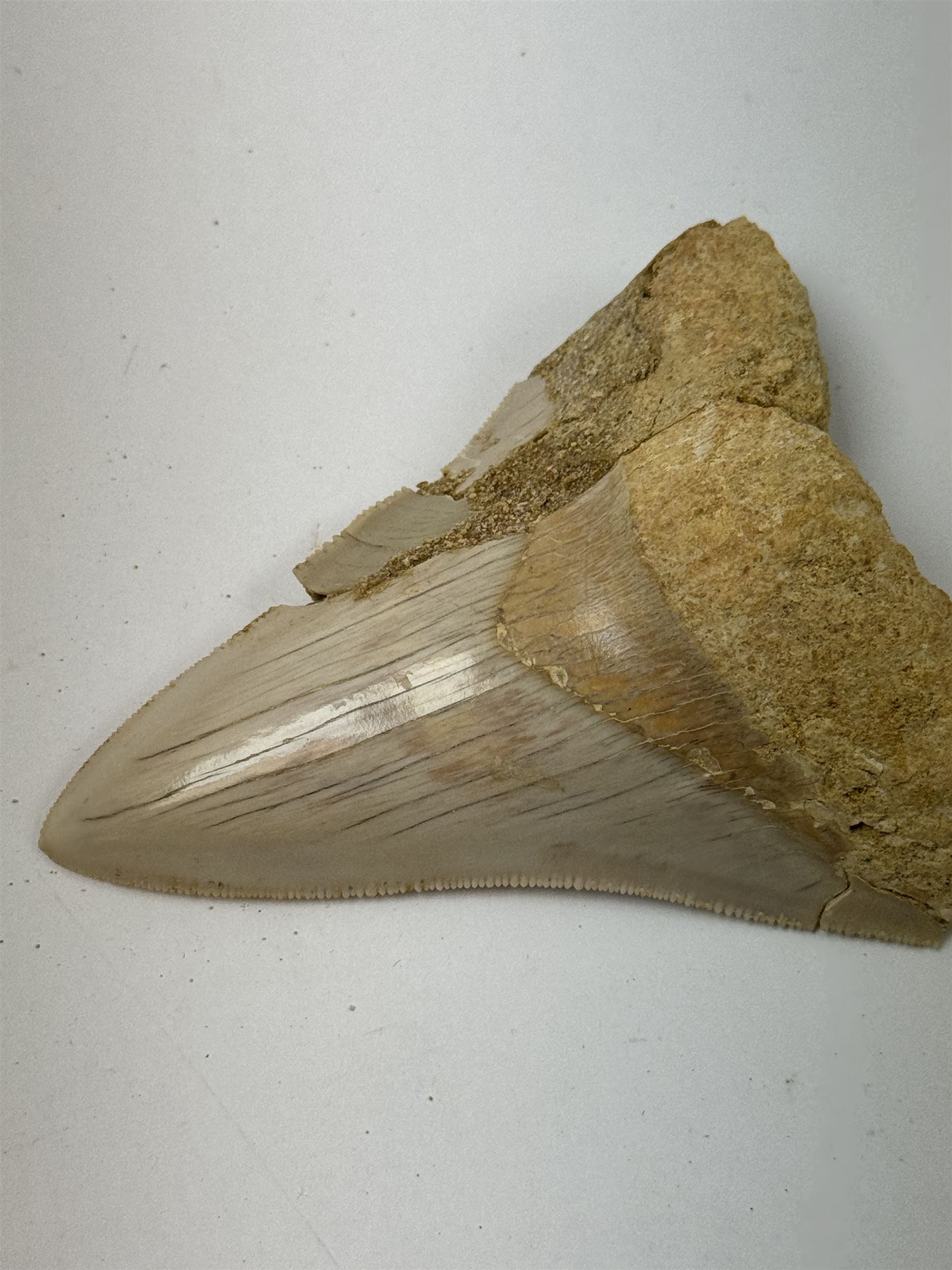 Megalodon (Otodus Megalodon) tooth fossil, with fine serrations, age; Miocene period location; Java, Indonisia, H9cm, W7cm 
Notes; Believed to have grown as large as 18 metres, the Megalodon was the largest shark and one of the most dominant marine predators ever to have existed. It roamed the ancient seas for around 20 million years until their extinction around 3.6 million years ago. Megalodon teeth vary in colour and ton. influenced and coloured over the millennia by the conditions in which they are preserved