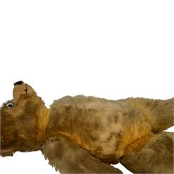 Early 20th century teddy bear, probably German, blonde mohair bear with glass eyes, straw filled snout with stitched nose, hand stitched centre seam, wood wool filled body, jointed limbs, swivel head and hump to back, H67cm