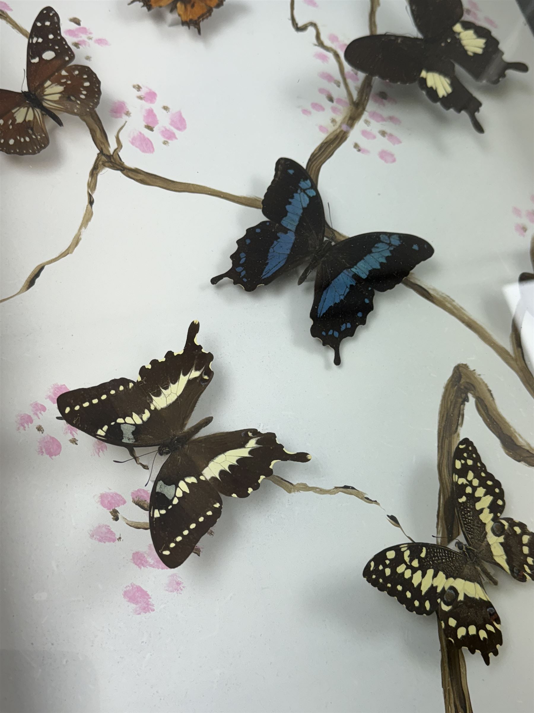 Entomology: Single glazed display of butterflies, circa 20th century, single glazed display containing seven various specimens, including green-banded swallowtail, and amauris crawshayi, pinned upon foam backing, enclosed within a glazed ebonised display case the backdrop painted with blossoming branches , H49cm, L39cm