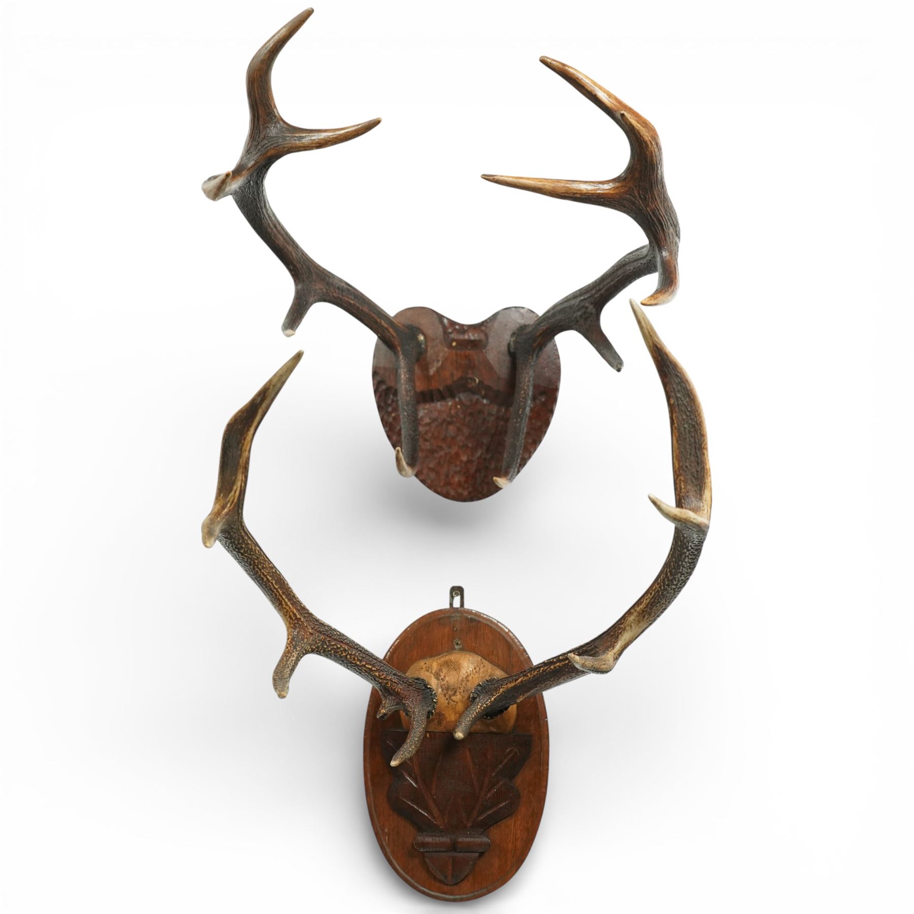 Antlers/Horns - Eight point antlers with partial skull on carved wooden plaque, W49cm and another set of eleven point antlers on carved wooden plaque, W47cm (2)