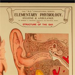 Complete set of eight 'AL Educational Series Elementary Physiology Hygiene and Ambulance' medical posters by Robert R Holding (Zoological and Anatomical artist), published by E J Arnold & Son Ltd of Leeds, Glasgow and Belfast, all framed
