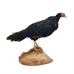 Taxidermy: Melanistic Cock Pheasant (Phasianus colchicus), full male adult mount upon a wooden base, H40cm