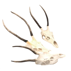  Taxidermy - Three Deer skulls, H62cm  