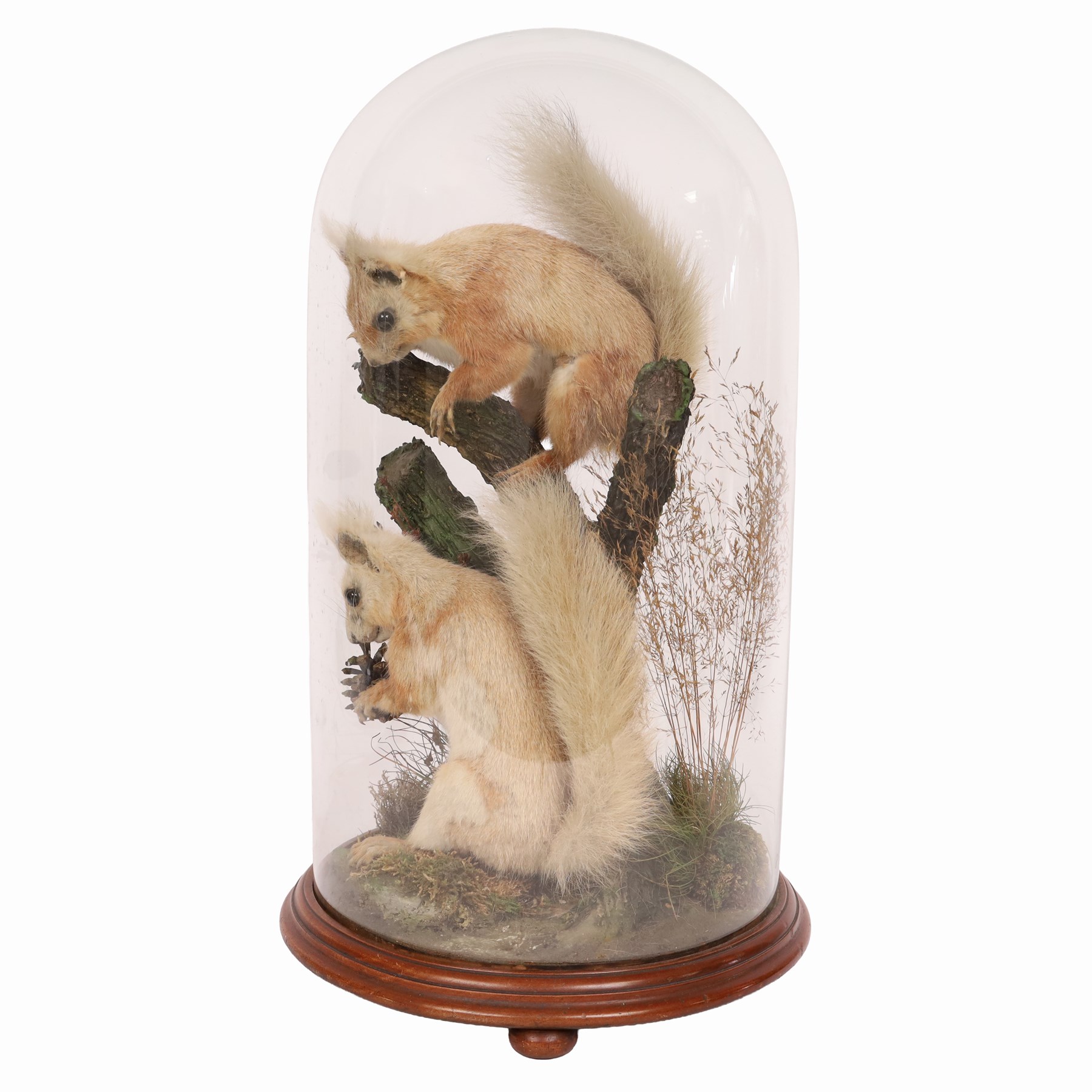 Taxidermy; Victorian cased pair European Red Squirrel (Sciurus vulgaris), two adult mounts, once upon a branch, the other holding a pine cone, upon a naturalistic base, housed within a glass dome up a circular base, H50cm