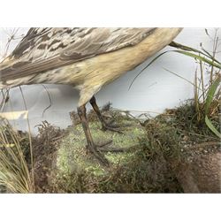 Taxidermy: Victorian Cased Canary (Serinus canaria domestica), full mount adult perched on a branch, amidst a natural setting, set against a pale blue painted back drop, enclosed within ebonised single pane glass display case, together with a cased pair of Knox (Calidris canutus), fill mount adults, amidst a naturalistic setting set against a pale blue painted back drop, enclosed within ebonised single pane glass display case, canary H20cm, L17cm