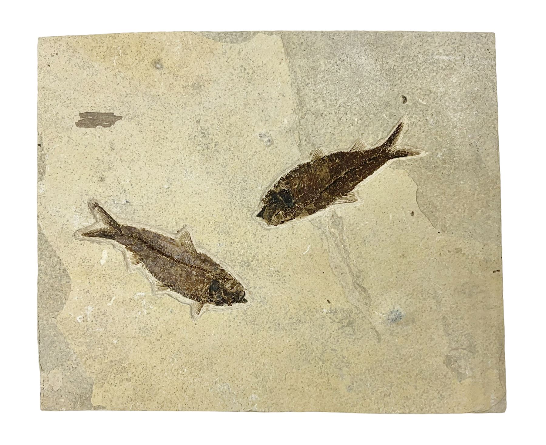 Two fossilised fish (Knightia alta) in a single matrix, age