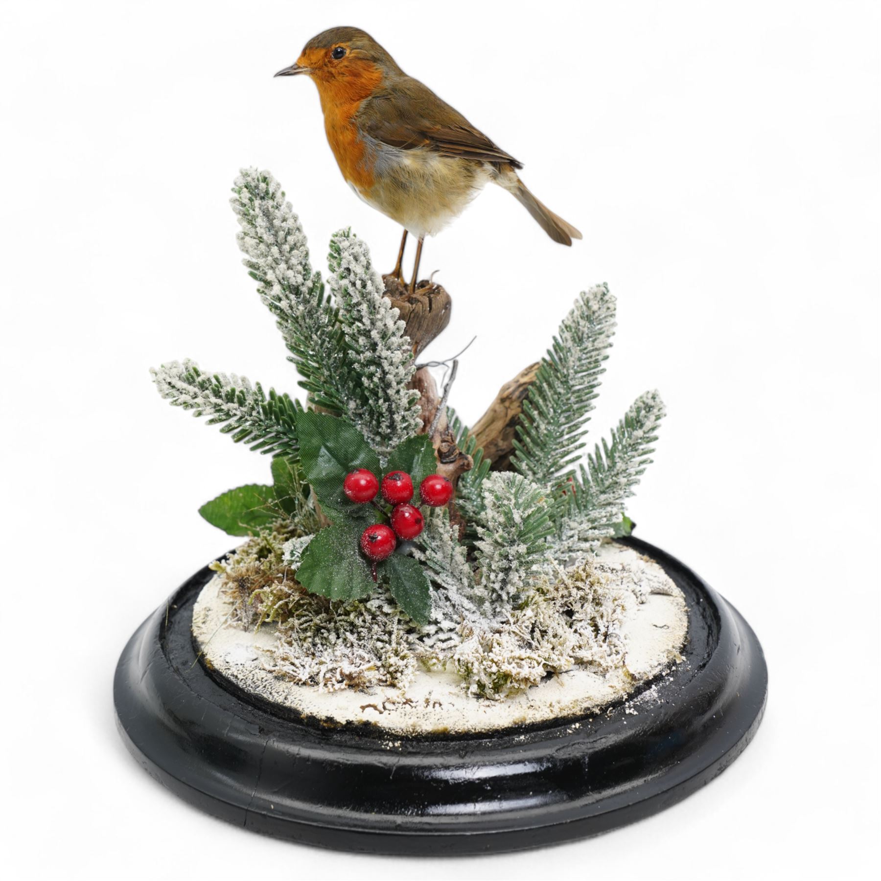 Taxidermy: European Robin (Erithacus Rubecula), full adult mount upon a branch in a naturalistic winter setting by Roger Whapshott Taxidermy, enclosed within a glass dome H30cm 