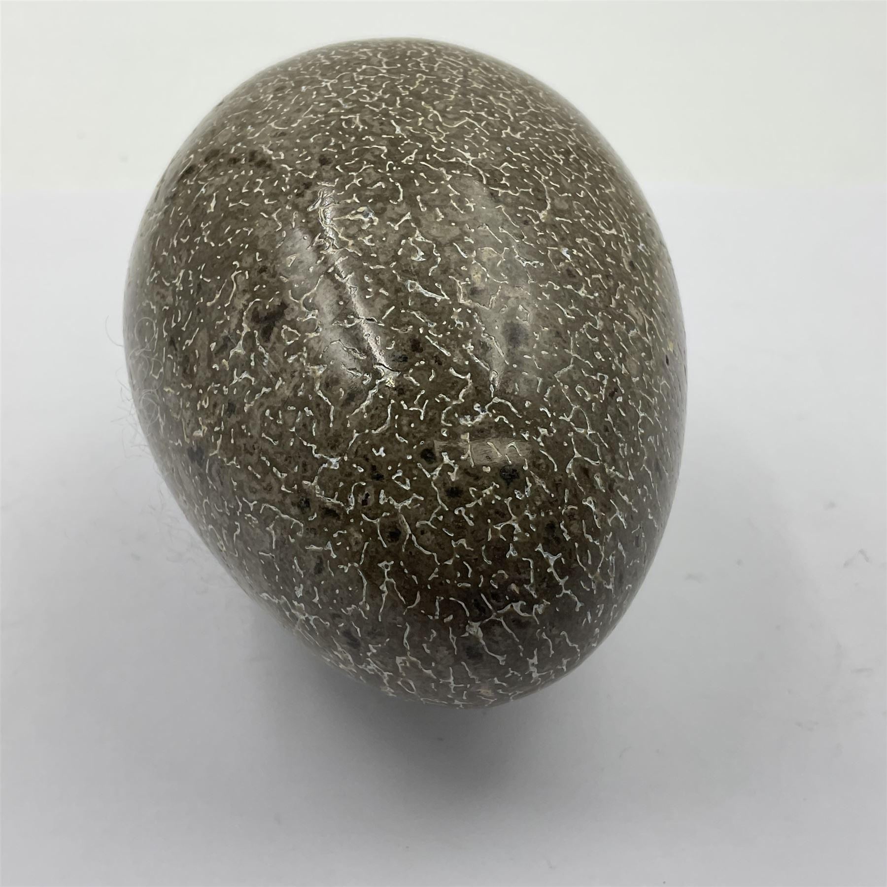 Agatized dinosaur bone shaped in ovoid from, from thigh bone of a Atlasaurus, age; Jurassic period, location; Morocco 