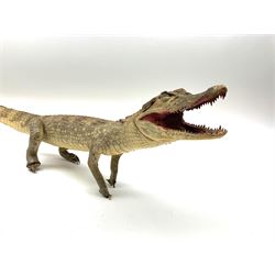 Taxidermy: Spectacled Caiman (Caiman crocodilus), H16cm, L64cm.