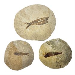Three fossilised fish (Knightia alta) each in an individual matrix, age; Eocene period, location; Green River Formation, Wyoming, USA, largest matrix H10cm, L13cm, and polished ammonites