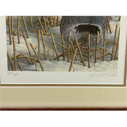Robert E Fuller (British 1972-): Grey Partridges in Snow, limited edition colour print signed and numbered 385/850 in pencil 30cm x 22cm