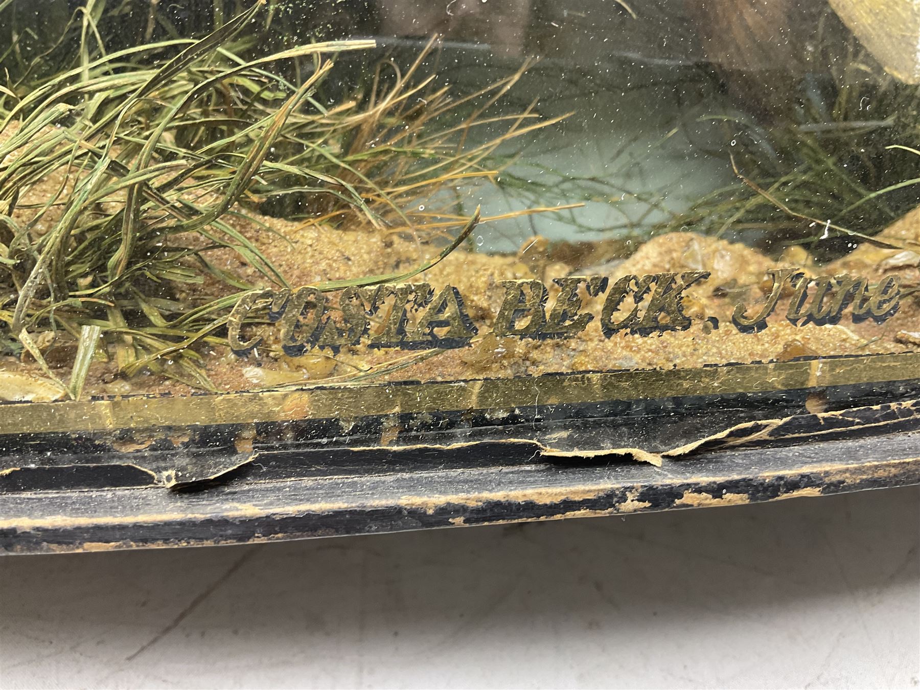 Taxidermy: Brown trout (Salmo trutta), skin mount set above a pebbled river bed with reeds and ferns, against blue painted back drop, enclosed within an ebonised bow-front display case, with 'Costa Beck June 8th 1920, Weight 3 3/4lbs',inscribed to the glass, H31cm, L62cm 