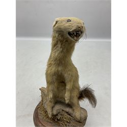 Taxidermy; Pine Marten (Martes martes) or similar, full adult mount mounted on a naturalistic branch, together with a weasel (Mustela) on a wooden plinth, pine marten H34cm