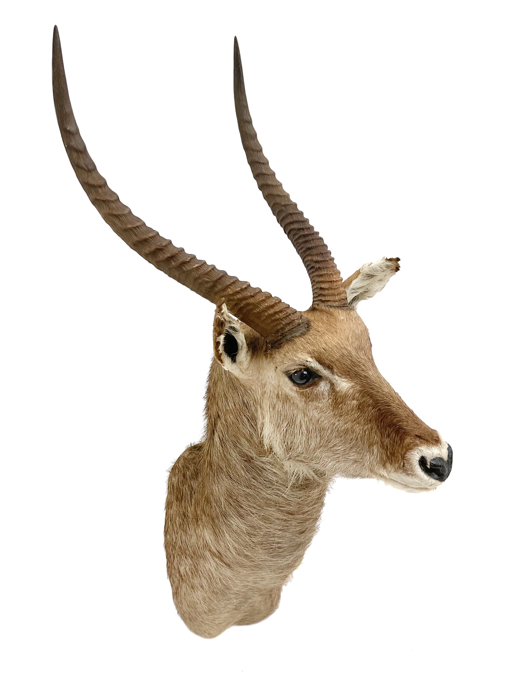 Taxidermy: East African Ellipsen Waterbuck (Kobus ellipsiprymnus), adult male shoulder mount looking straight ahead, approximately H120cm