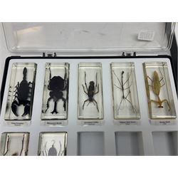 Entomology: collection of fifty two insect specimens, each in an acrylic block, to include Giant Scorpion, Rhinoceros Beetle, Praying Mantis, Millipede, Flower Mantis, Exotic Planthopper, Blue Weevil etc 