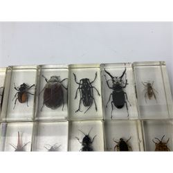 Entomology; collection of thirty nine insect specimens, each in an acrylic block, to include rhinoceros beetle, Ischiopsopha beetle, Praying mantis, scorpions etc 