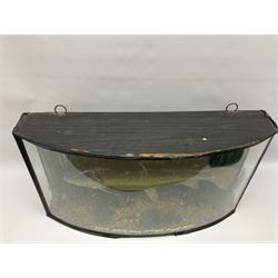 Taxidermy: Brown trout (Salmo trutta), skin mount set above a pebbled river bed with reeds and ferns, against blue painted back drop, enclosed within an ebonised bow-front display case, with 'Costa Beck May 27th 1911, Weight 2 1/2lbs', inscribed to the glass, H34cm, L58cm 