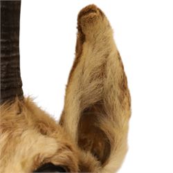 Taxidermy - Alpine Chamois (Rupicapra rupicapra), adult male shoulder mount with head facing front, mounted on wooden shield, H64cm