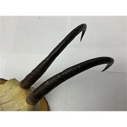 Antlers/Horns: Alpine Chamois (Rupicapra rupicapra), six sets of adult horns on cut upper skulls, upon pine cross section shields, largest H26cm 