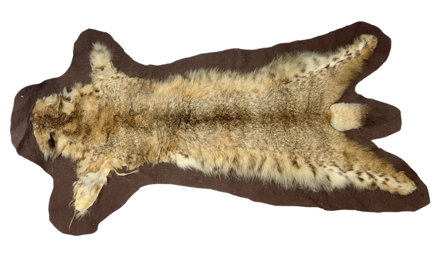 Taxidermy: Bob cat (Lynx rufus) hide mounted upon black felt backing material, L100cm