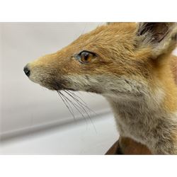 Taxidermy; Red Fox (Vulpes vulpes), full adult mount stood upon a dry tree root and mounted on a wooden plinth, H54cm 