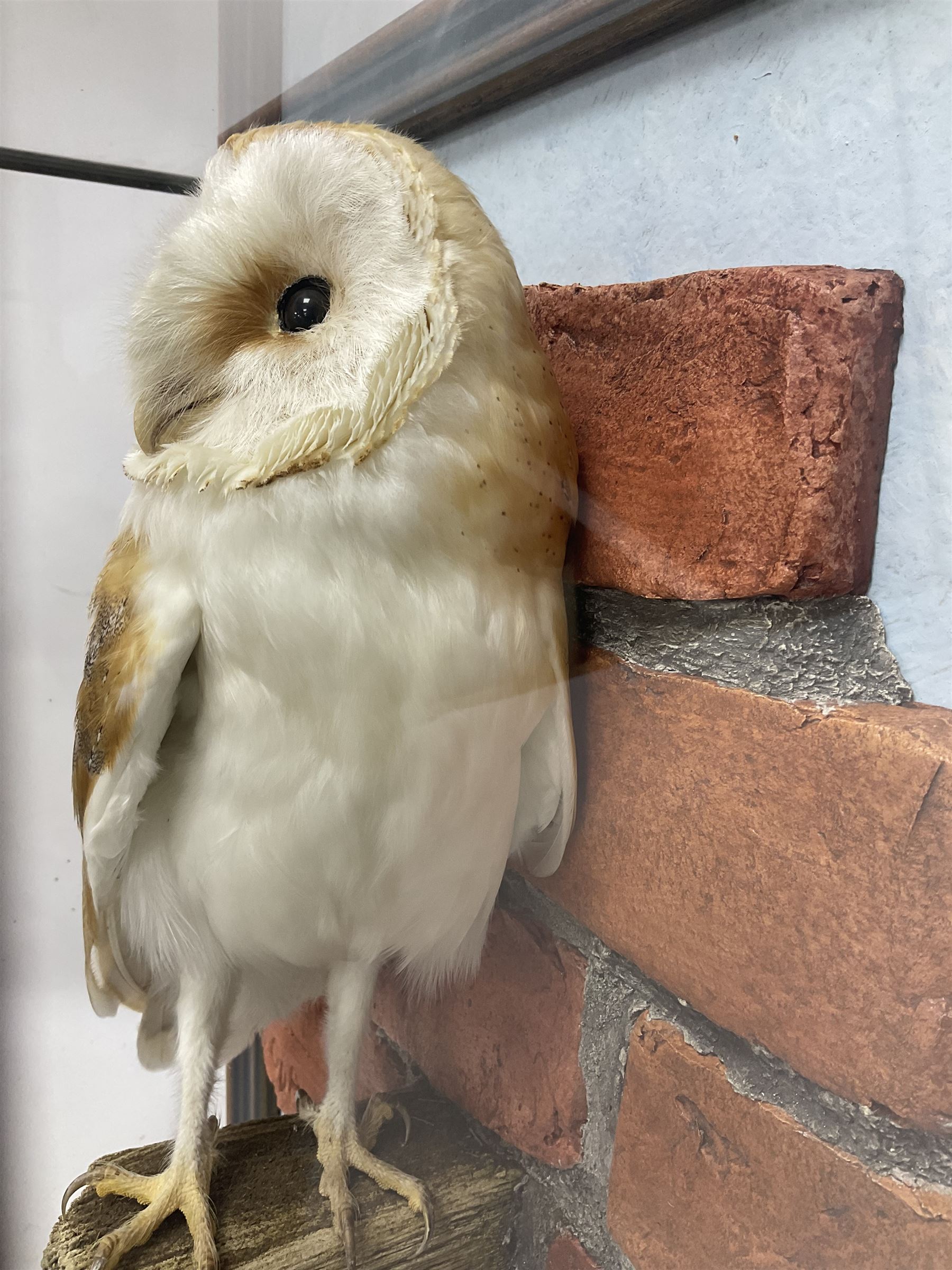 Taxidermy: Wall Mounted Barn Owl (Tito alba), dated 2001, by David Astley, Taxidermist, York, a high quality full mount adult male with head turning to the right, perched upon a short wooden beam, set against a faux brick back drop, width 50cm x height 55cm overall, bearing taxidermist's full paper trade label verso.
with Cites Article 10 (non transferable) licence no.24GBA102LOMN1 Cause of death RTA - 2001. This specimen would require a re-export licence to export from the UK, an import permit would be required into your chosen country, this is the responsibility of the buyer alone, David Duggleby Auctioneers and Valuers do not offer any onward re-export or import licences.