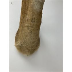 Taxidermy: South African common reedbuck (Redunca Arundinum) male, high quality shoulder mount looking straight ahead, H87cm W38.5 at widest point.  