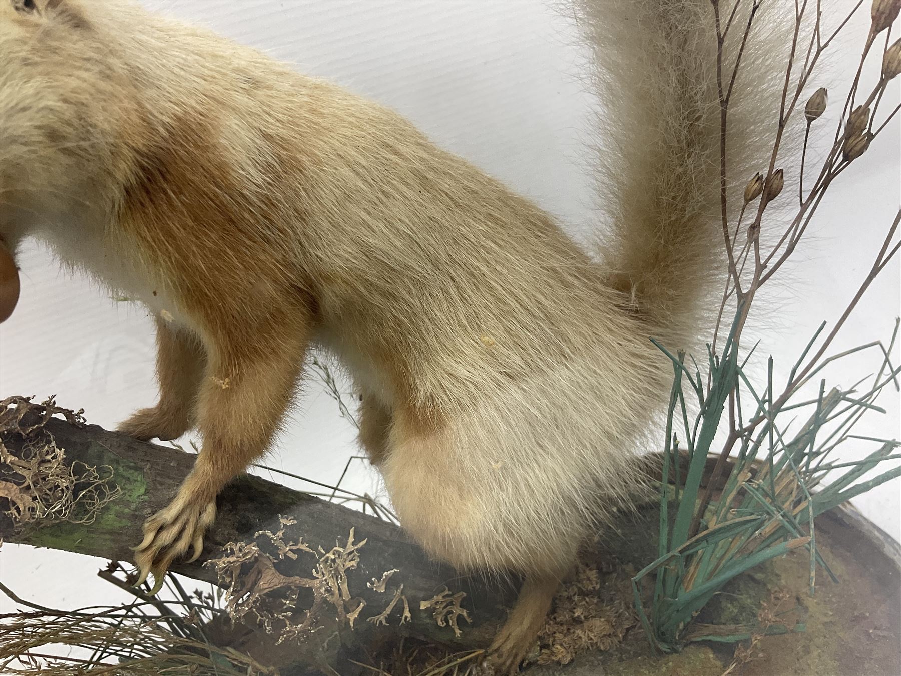 Taxidermy: Victorian cased Red Squirrel (Sciurus vulgaris), full mount adult, upon a tree branch with a naturalistic ground, enclosed beneath a period oval glass dome with ebonised base, raised upon four bun feet, H36cm 
