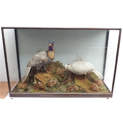 Taxidermy: Victorian cased pair of  Cabo
