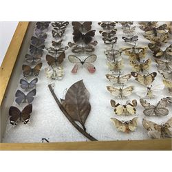 Entomology: Glazed entomology collector's drawer display of African and Asian butterflies and moths, a colourful display of one hundred and twenty six assorted specimens, collected from various regions of Africa and Asia, each with attached data labels, H50cm, W40cm