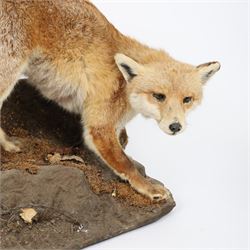 Taxidermy: Fox (Vulpes vulpes), full male adult mount on open display, in crouching position upon a naturalistic rocky base, Carl W Church Taxidermy, Pickering, H56cm