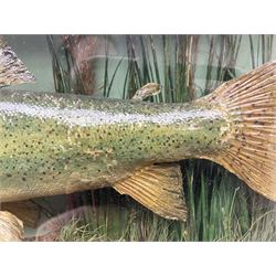 Taxidermy: Brown trout (Salmo trutta), skin mount set above a pebbled river bed with reeds and ferns, against blue painted back drop, enclosed within an ebonised bow-front display case, with 'Costa Beck May 27th 1911, Weight 2 1/2lbs', inscribed to the glass, H34cm, L58cm 