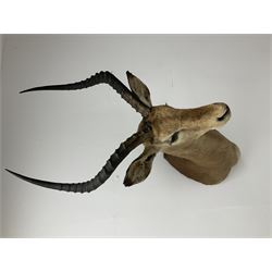 Taxidermy: Common Impala (Aepyceros melampus), adult male shoulder mount looking straight ahead, approximately H90cm