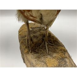Taxidermy; Ring-necked Pheasant (Phasianus colchicus), adult female mount on open display, together with Pair of Hartebeest (Alcelaphus buselaphus) horns with upper skull, mounter upon a wooden shield, pheasant H40cm 